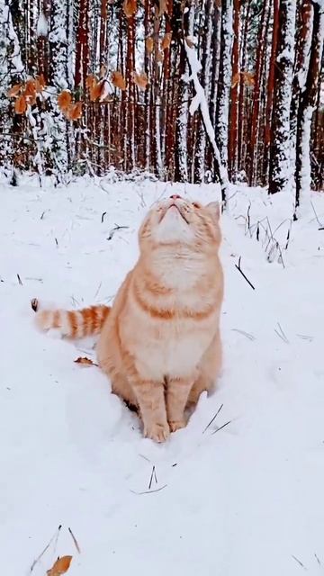 Кот разучился ловить снежки🙄? Или не хочет?🤔#shorts #cat #funnycats #kitten смотреть онлайн