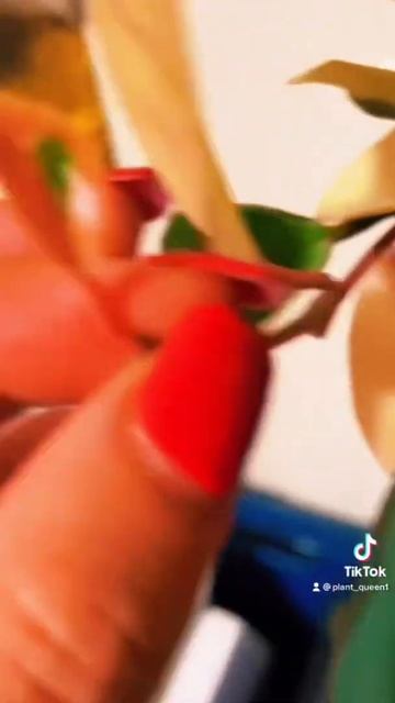 Tiny Hoya leaf смотреть онлайн