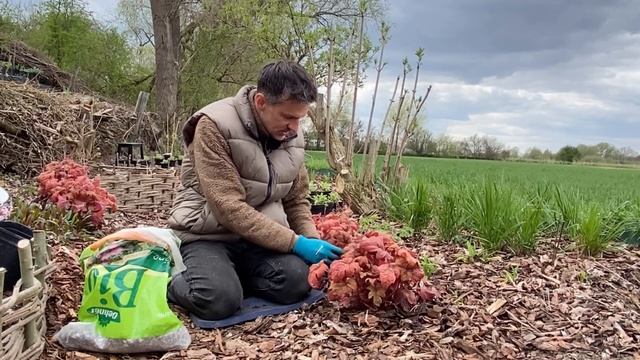 Planting Perovskia and Heuchera. Russian sage. Perennial border plants. Baltic Gardening смотреть онлайн