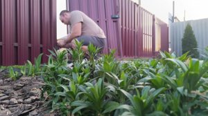 УРА!ДОРОГОЙ ПОДАРОК,ВЫПРОСИЛА/МОЙ НОВЫЙ ВЕЛИК/СДЕЛАЛИ КАЛИТКУ/ГОТОВИМСЯ К ОПЕРАЦИИ/ХОРОШО В ДЕРЕВНЕ