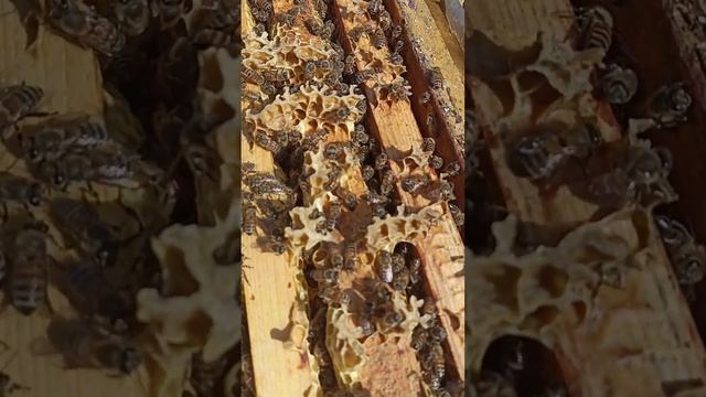 Ставим магазин для сбора меда #пчела #пчелосемья #пасека #мед #мёд #матка #улей #деревня #природа