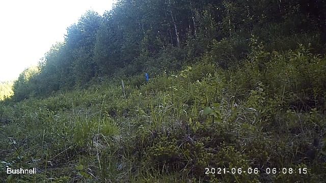 Певчий дрозд 06 06 2021 смотреть онлайн