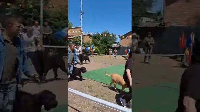 Выставка собак в Ейске 1 июня 2024 г.Бест 2 группы