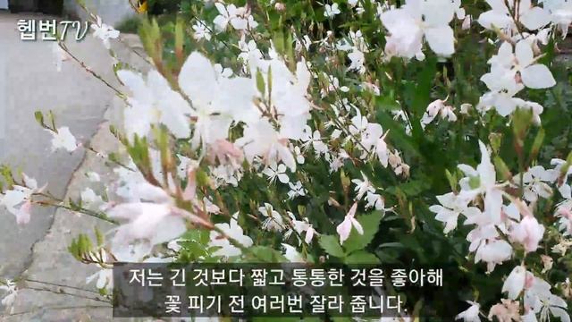 🌳 Hepburn's Garden 🌳         🎂 가우라 Gaura 🎂바늘꽃 🦐 9 ~11월에 피는 꽃 민화작가의 뜨락 🎂 음력 8월 27 My Birthday ♡^,~♡