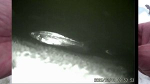 Рыбалка на ельца. Бешенный клёв.  Давно такой рыбалки не было. 13.03.25