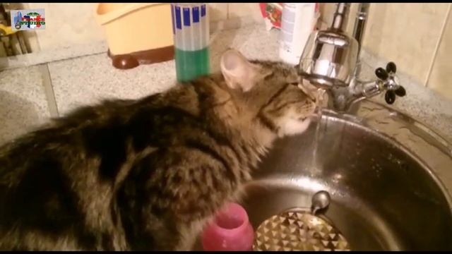 Кота мучает жажда