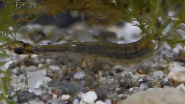 Diving beetle (Acilius sulcatus) larvae/Gyűrűscombú barázdáscsíkbogár lárvák смотреть онлайн