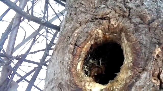 Ирбис дупло с медом смотреть онлайн