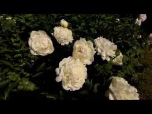 Пион ЭЛЗА САСС / Paeonia ELSA SASS - ОБЗОР, ОПИСАНИЕ, ЦВЕТЕНИЕ, ОТЗЫВ