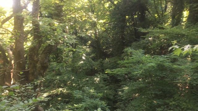 In the Forest of Belasitsa Mountain - В горите на планината Беласица смотреть онлайн