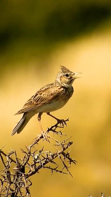 Alondra común (Alauda arvensis) Eurasian Skylark #birds #nature #birdwatching смотреть онлайн