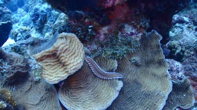 Fireworm Bonaire diving смотреть онлайн