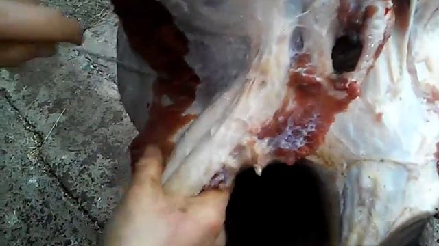 Подарок длЯ антипка смотреть онлайн
