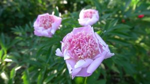 Пион Жемчужная Россыпь. Paeonia Zhemchuzhnaya Rossyp.   Горобец/Тыран, 1989, СССР