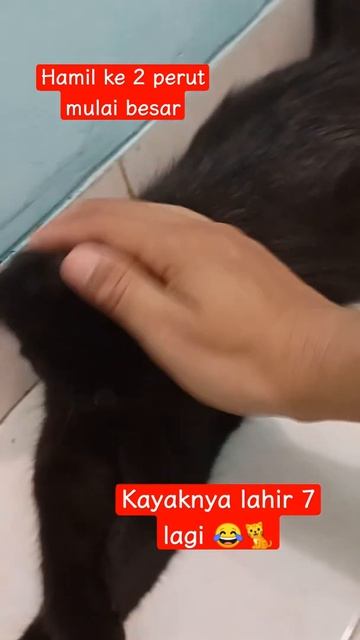 Kehamilan Ke 2 Semoga Sehat Terus #shorts
