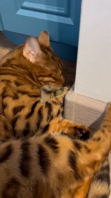 Купил коту кошачью мяту