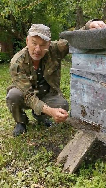 Когда не боишься пчёл и наоборот 😁 смотреть онлайн