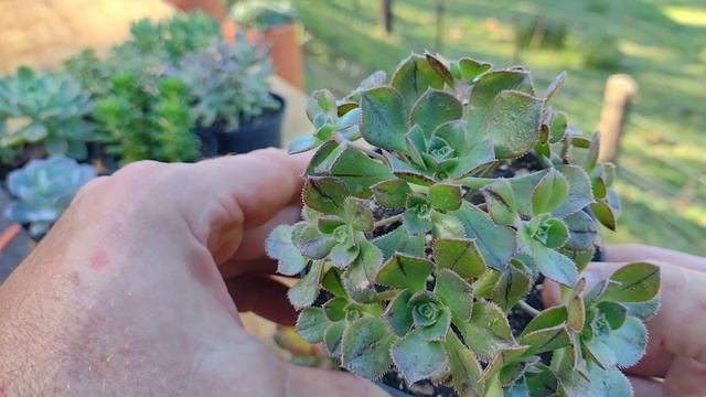 12 SUCULENTAS QUE REPRODUZEM MUITO, SUPER DICAS смотреть онлайн