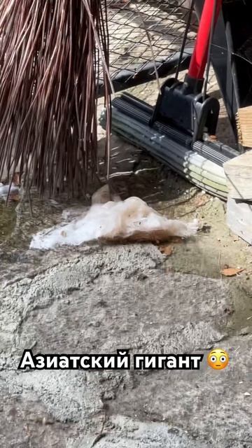 #шершень 🐝 #chihrussia #mrwhitedog #собака #shortsyoutube #youtube #shorts #dog смотреть онлайн