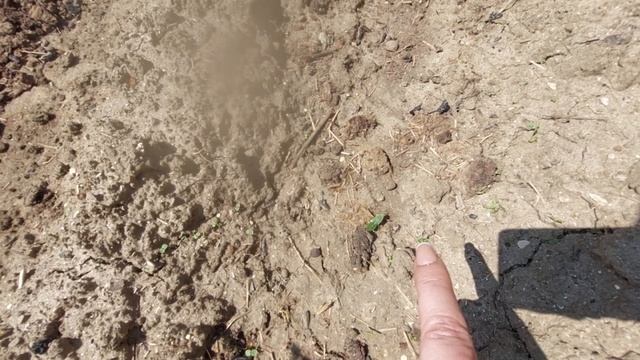 мой огород на 26 апреля 2025г.