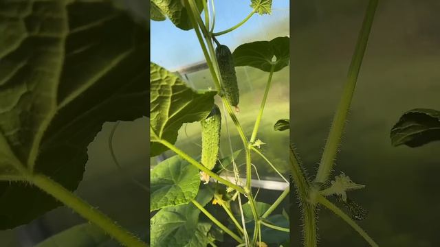 Доброе утро🌷