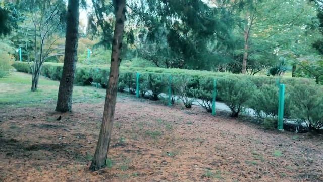 Абхазия Пицунда Санаторий Самшитовая роща путешествие смотреть онлайн