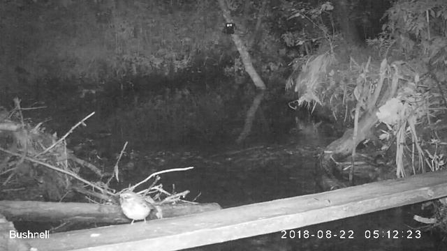 Дрозд белобровик 22 08 18 смотреть онлайн