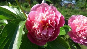 Пион Дролла - Drolla (Миле, 2019,Австрия)..