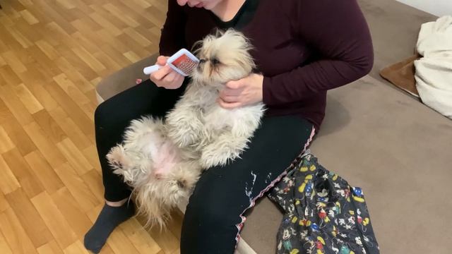 DOGVLOG | ПЕРВЫЙ СНЕГ 🐶 смотреть онлайн