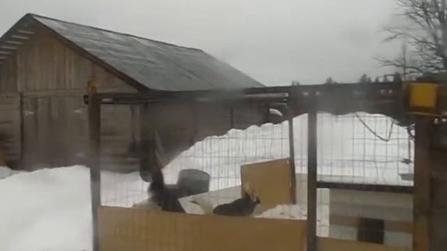 Катание на собаках-4 смотреть онлайн