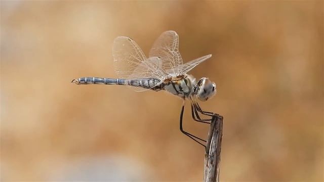 Black Pennant Dragonfly (HD) смотреть онлайн