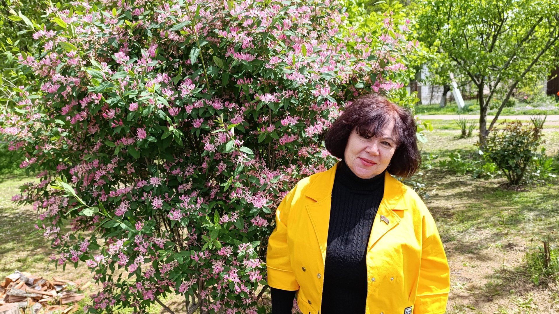 Жимолость татарская - не лиана. смотреть онлайн