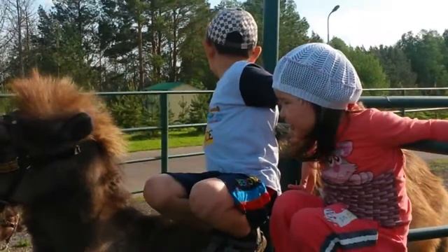 верблюд как солдат смотреть онлайн