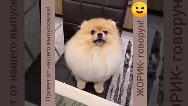 Шпиц - говорун! смотреть онлайн
