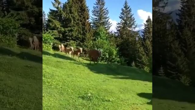 Жайлоо аттары