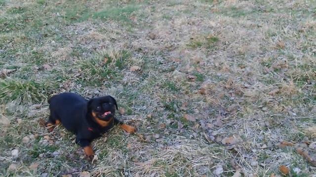 Шерон и Жанна 3 мес 2 смотреть онлайн