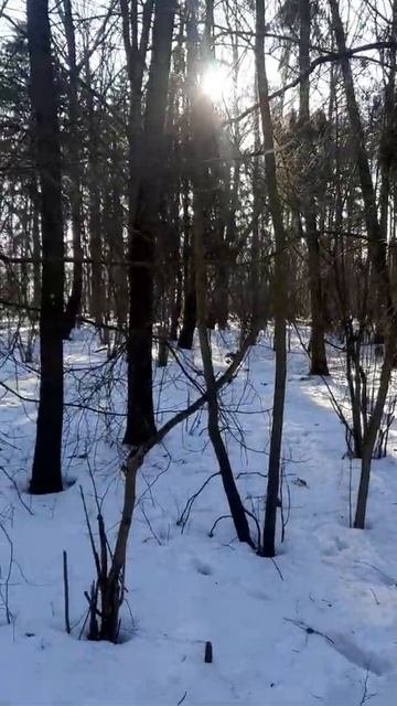 весна в лесу, а кот 🐱 всё спит, на дереве ковёр висит смотреть онлайн