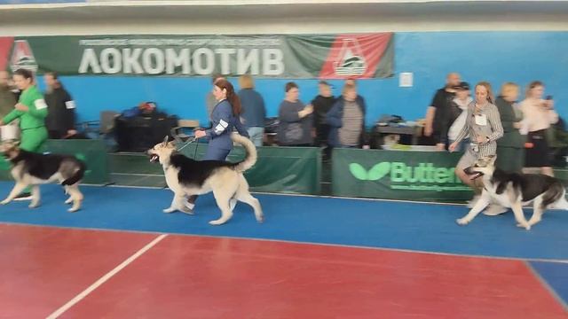 Сравнение на ЛПП. МОНО ВЕО КЧК. 14.04.24. Нижний Новгород смотреть онлайн