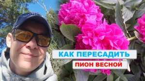 НЕ пересаживайте пионы весной 🌸 пока не посмотрите это видео, а то не будут цвести 🌺😯
