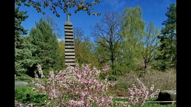 Цветение сакуры.
Японский сад.
Москва.
25.04.25. смотреть онлайн