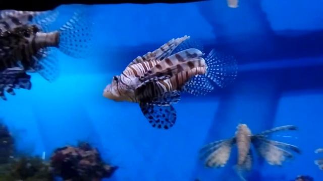 Крылатка-зебра в мосаквариуме смотреть онлайн