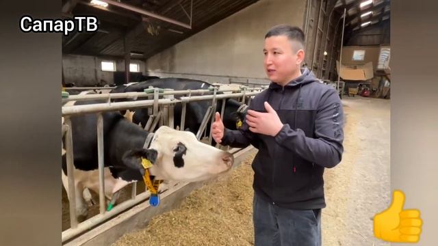 Уйлага датчик тагышат экен / Уй ферма/ СапарТВ / Sapar tv смотреть онлайн