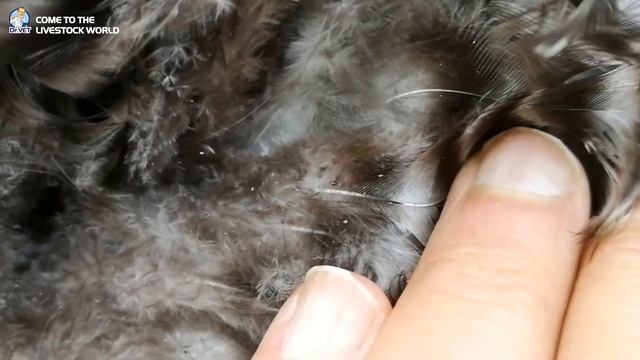 How to eliminate Dermanyssus Gallinae on chickens effectively and quickly | Dr. Vet смотреть онлайн