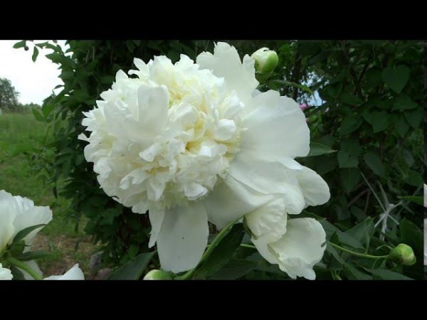 Пион СНОУ МАУНТЕН  Paeonia SNOW MOUNTAIN: обзор, описание, цветение, отзыв