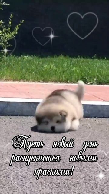 Доброе утро.Хорошего дня.