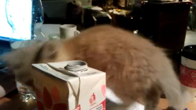 +100500 Кот сосун часть2 смотреть онлайн