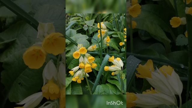 Пробуждение Природы. Змейка 16.04.2023г.