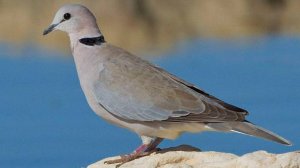 Смеющаяся горлица