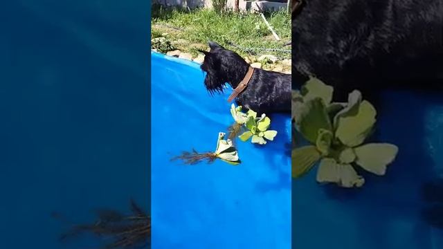 Бассейн для Граве, сын Роман- Кош Урсола и Гер Хип Цаниты. Севастополь. 19.05.24