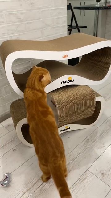 Как правильно использовать когтеточки 😂